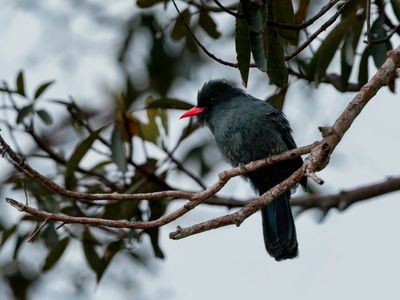 Black-fronted Nunbird