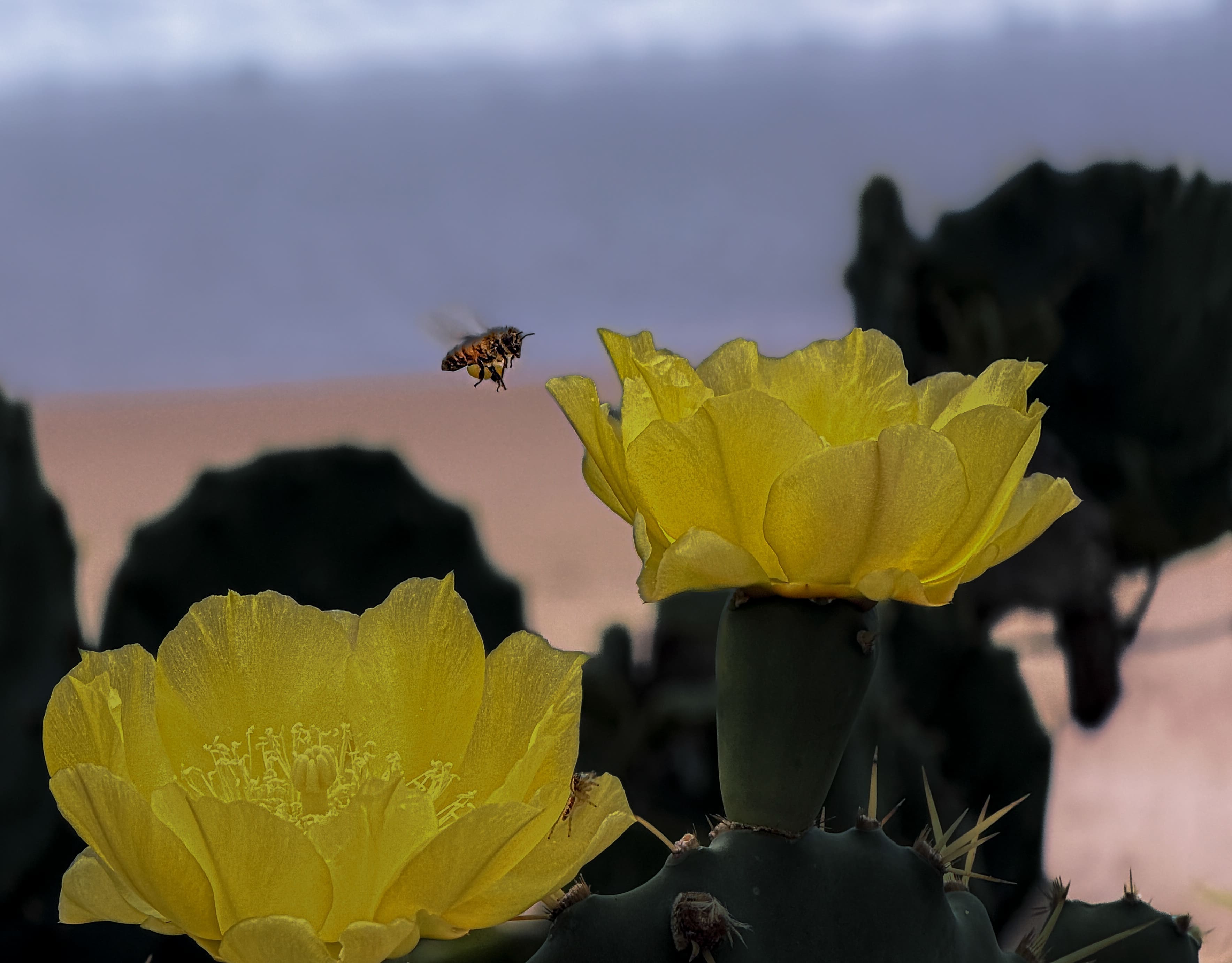 Gray Bee