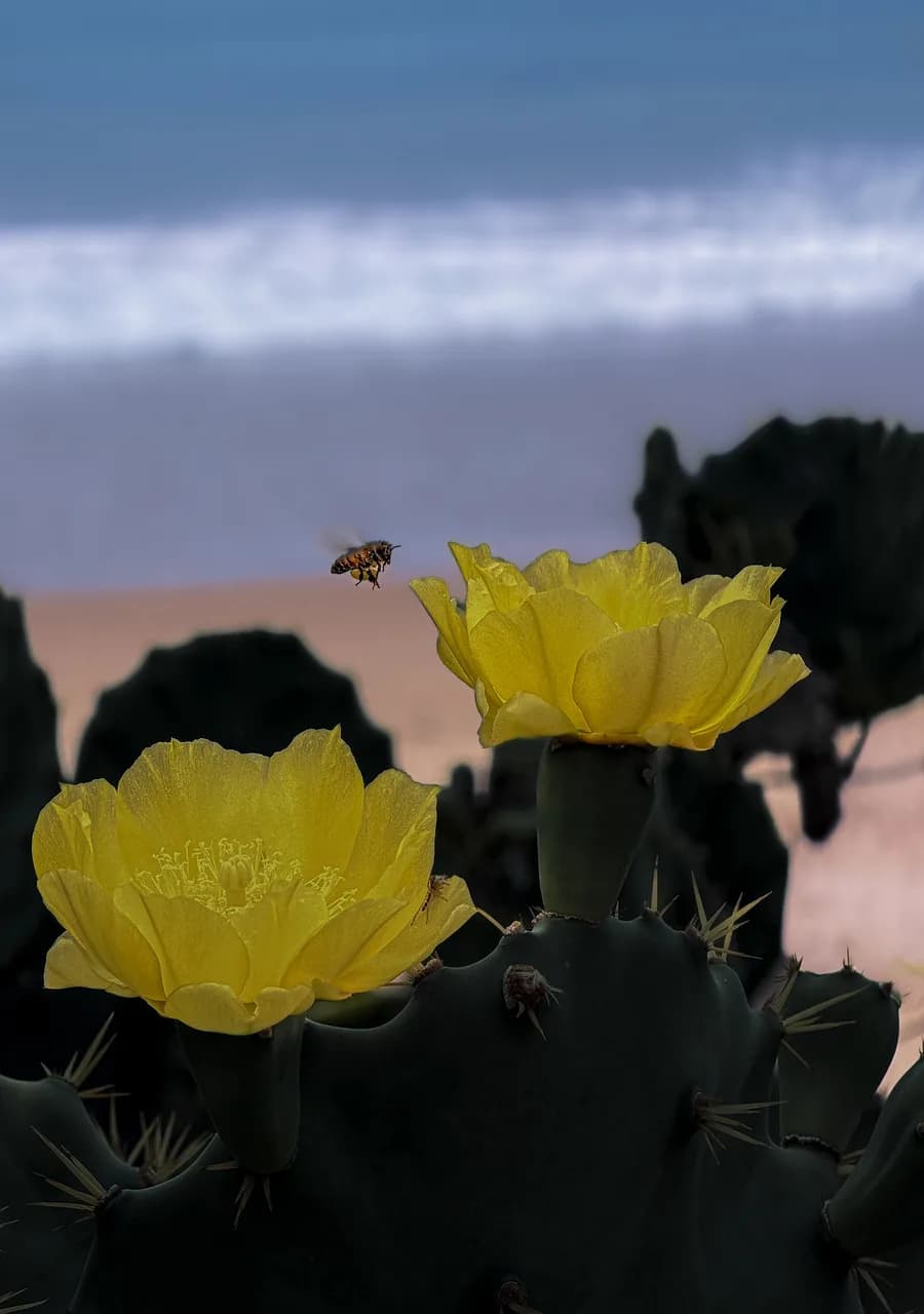 Abeja Gris