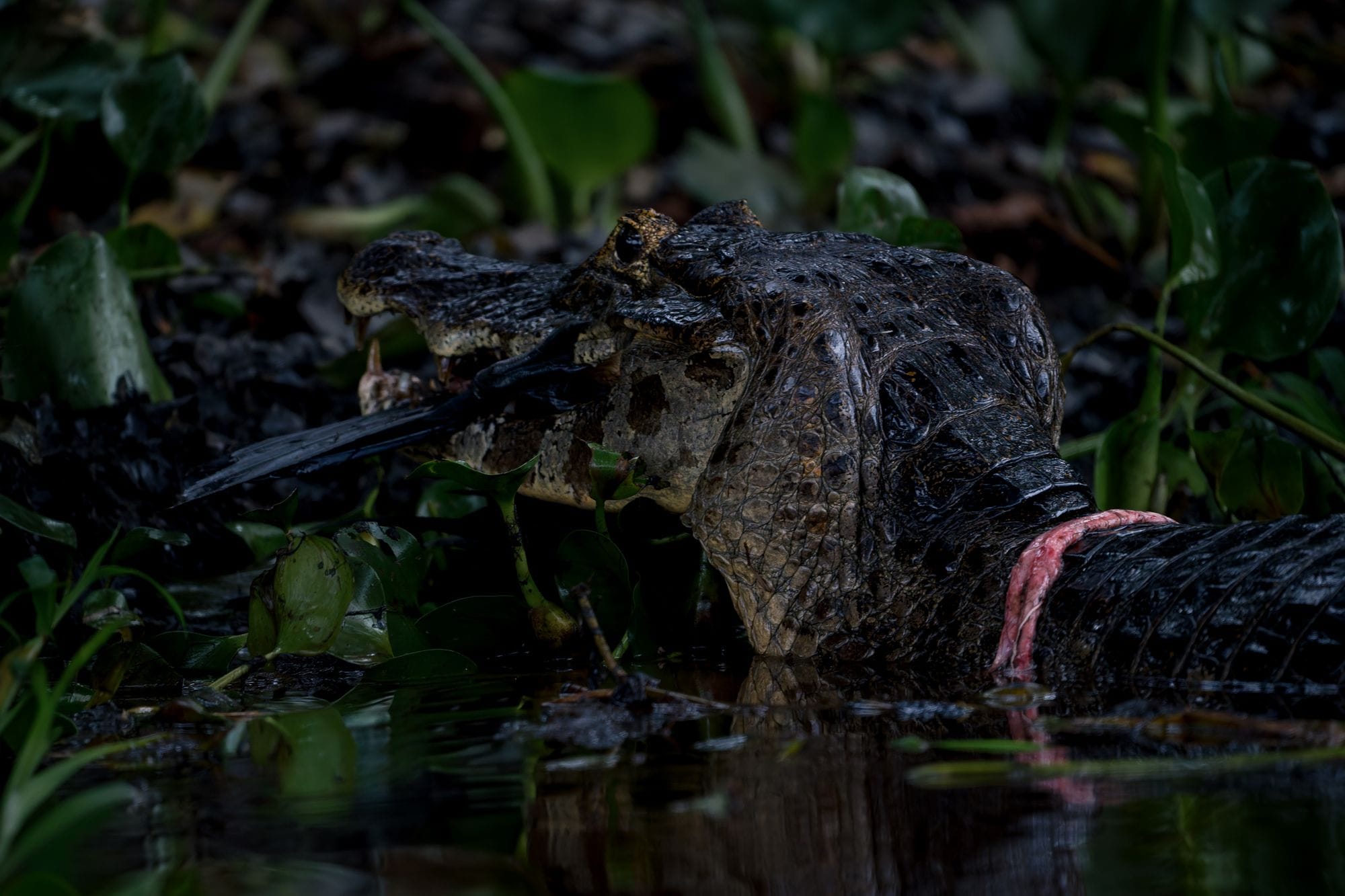 El último buceo del Cormorán Biguá